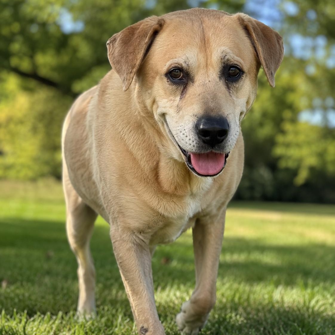 Enlarge Jasper - A Gentle, Resilient Soul Looking for a Calm and Loving Home, a Adoptable mixed breed in Pennington, NJ image 1/2