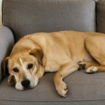 Enlarge Jasper - A Gentle, Resilient Soul Looking for a Calm and Loving Home, a Adoptable mixed breed in Pennington, NJ image 2/2