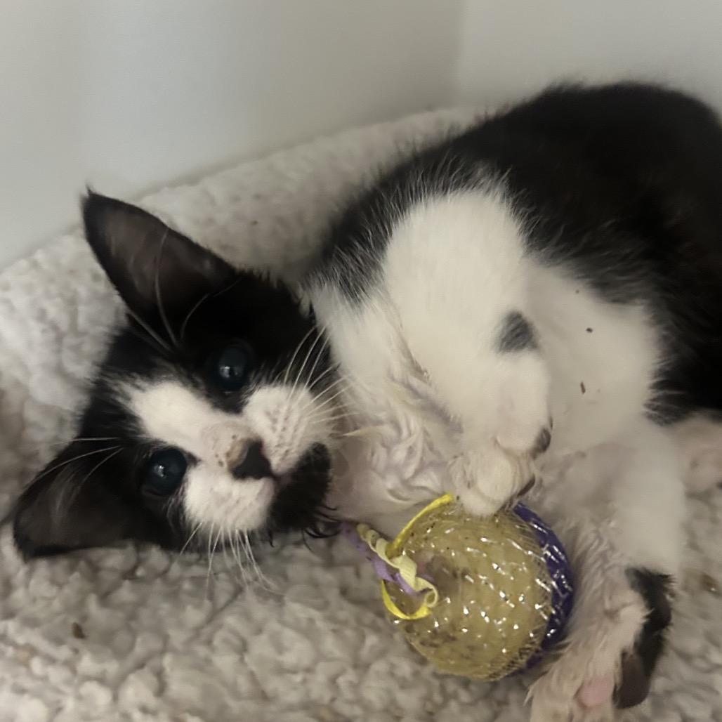 Peapod, Adoptable, Kitten Male Domestic Short Hair.