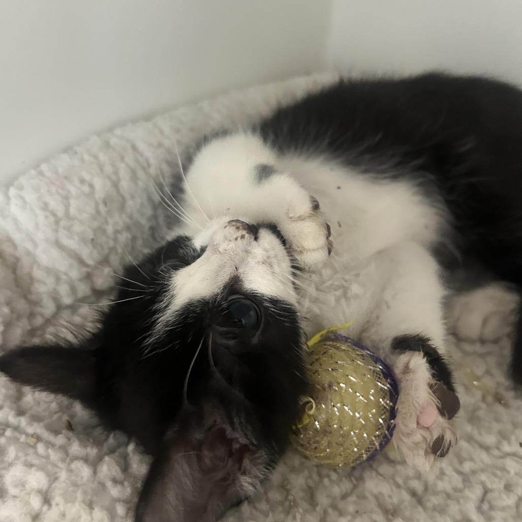 Peapod, a Adoptable Domestic Short Hair in Phoenix, AZ image 2/3
