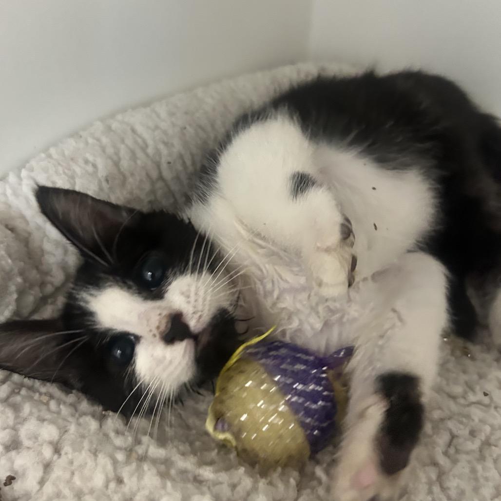 Peapod, a Adoptable Domestic Short Hair in Phoenix, AZ image 3/3