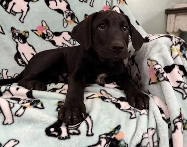 Enlarge Kiwi Tropical, a Adoptable mixed breed in Woburn, MA image 6/6