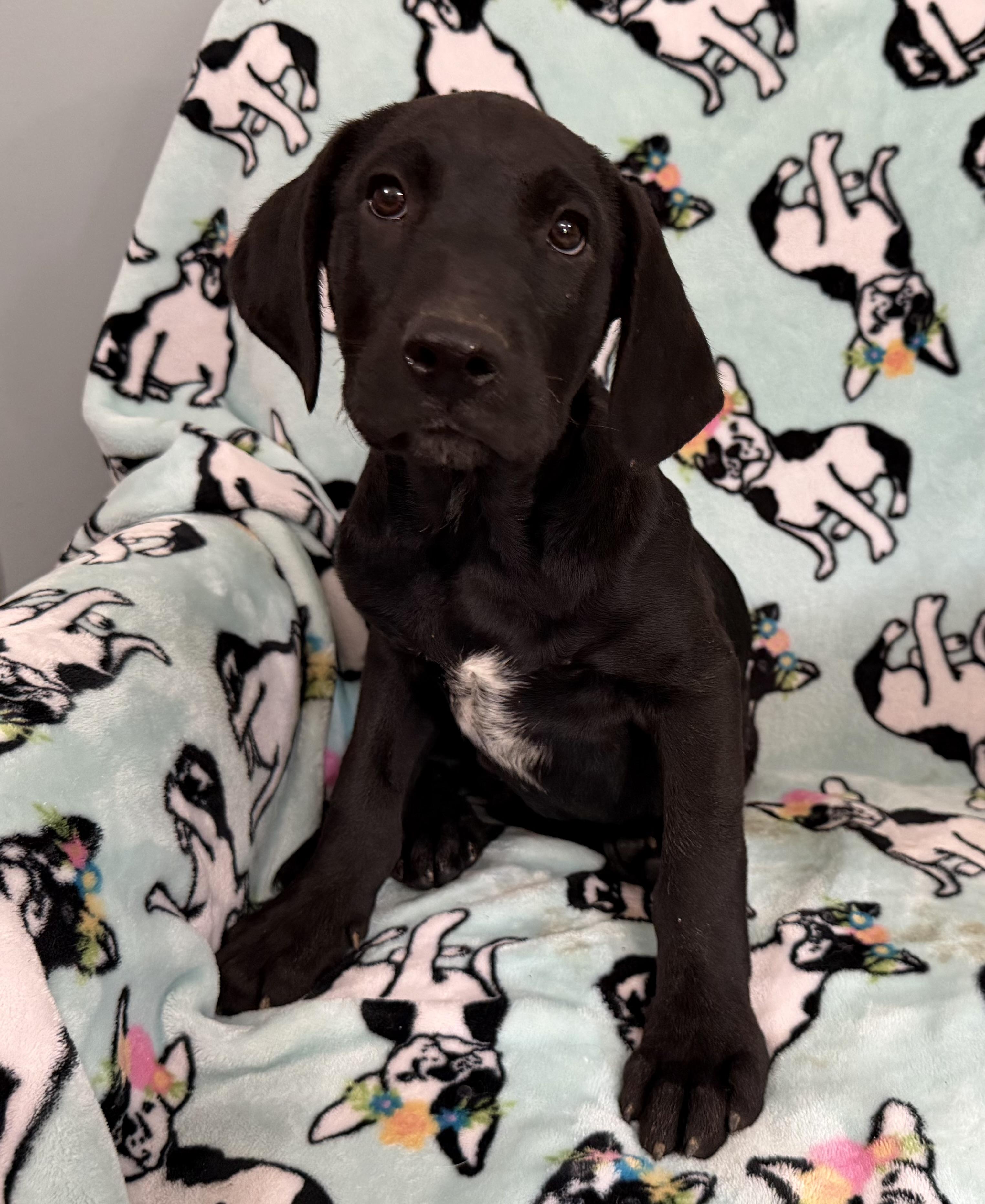 Enlarge Kiwi Tropical, a Adoptable mixed breed in Woburn, MA image 5/6