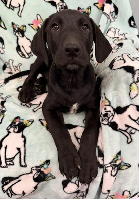 Enlarge Kiwi Tropical, a Adoptable mixed breed in Woburn, MA image 4/6