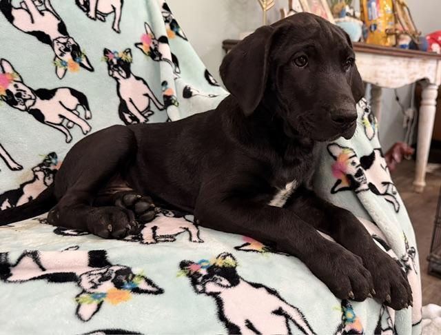Enlarge Kiwi Tropical, a Adoptable mixed breed in Woburn, MA image 3/6