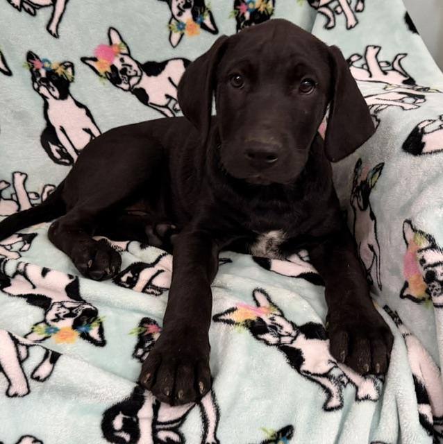 Enlarge Kiwi Tropical, a Adoptable mixed breed in Woburn, MA image 2/6