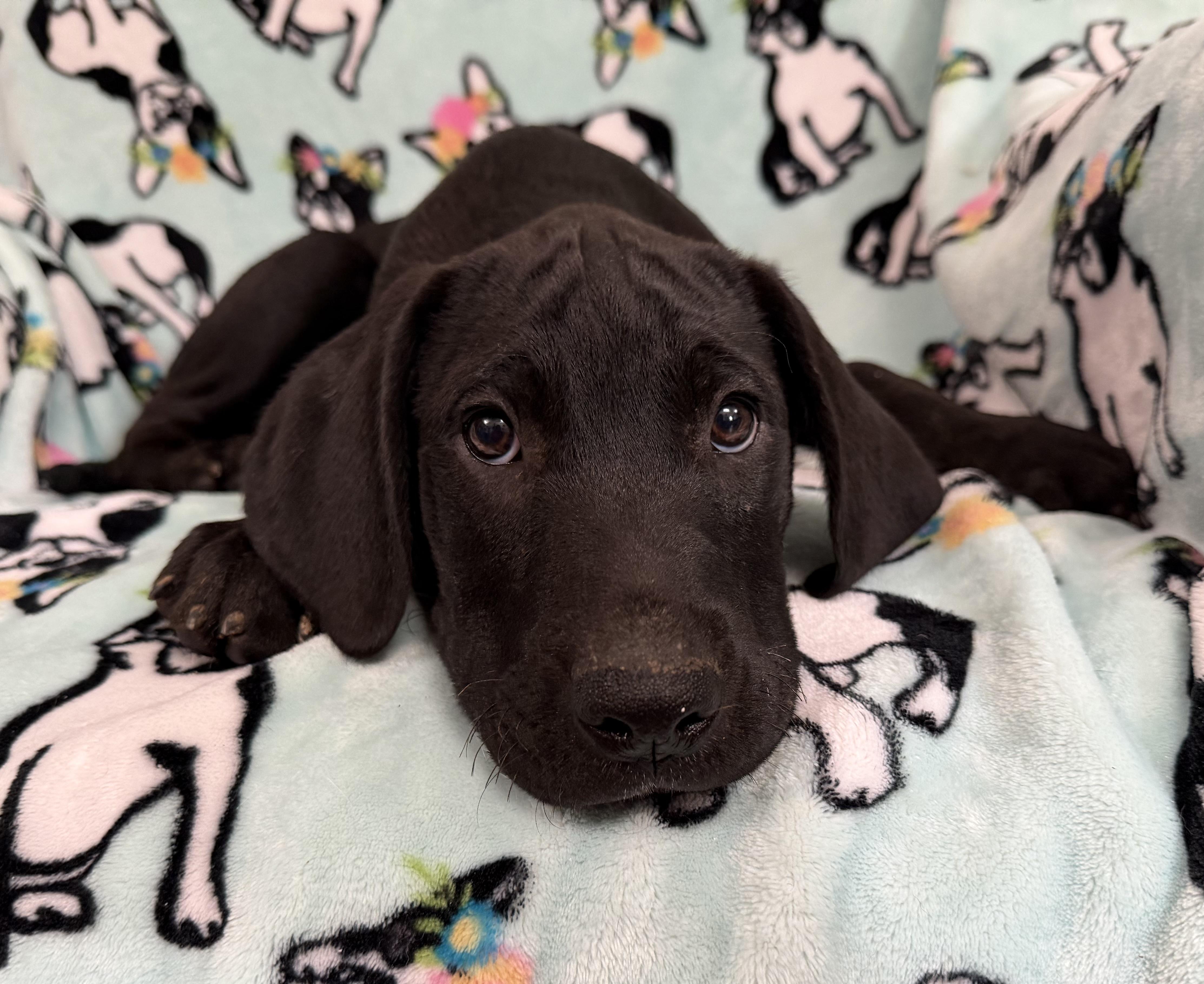 Enlarge Kiwi Tropical, a Adoptable mixed breed in Woburn, MA image 1/6