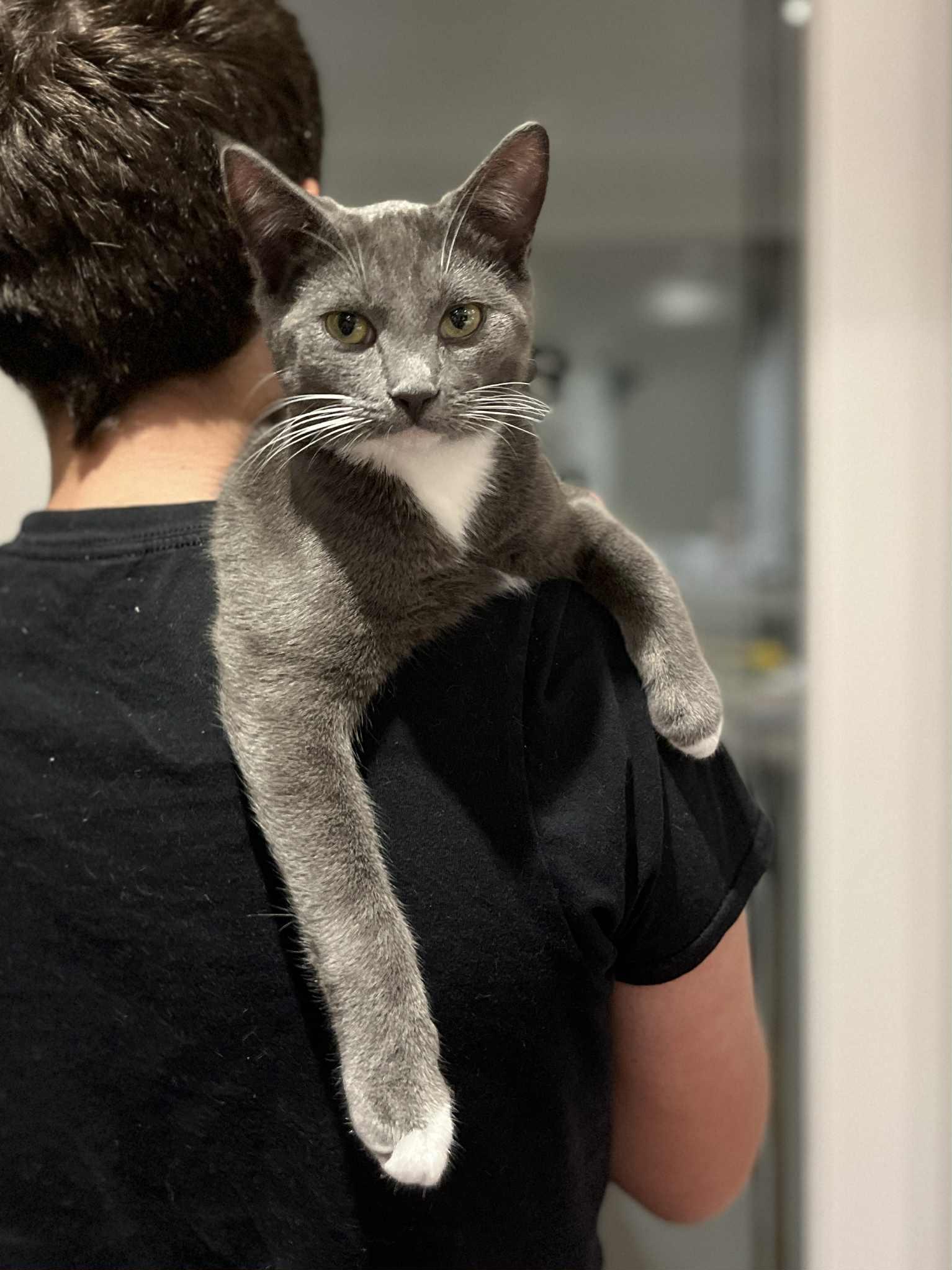 Kinkade, so friendly, Adopted, Kitten Male Domestic Short Hair.