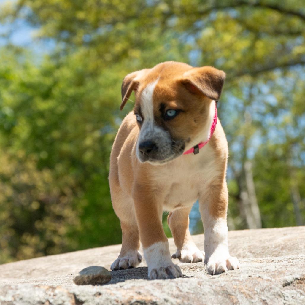 CT Juniper (Foster in Pawcatuck, CT), a Adoptable mixed breed in Eastford, CT image 1/5