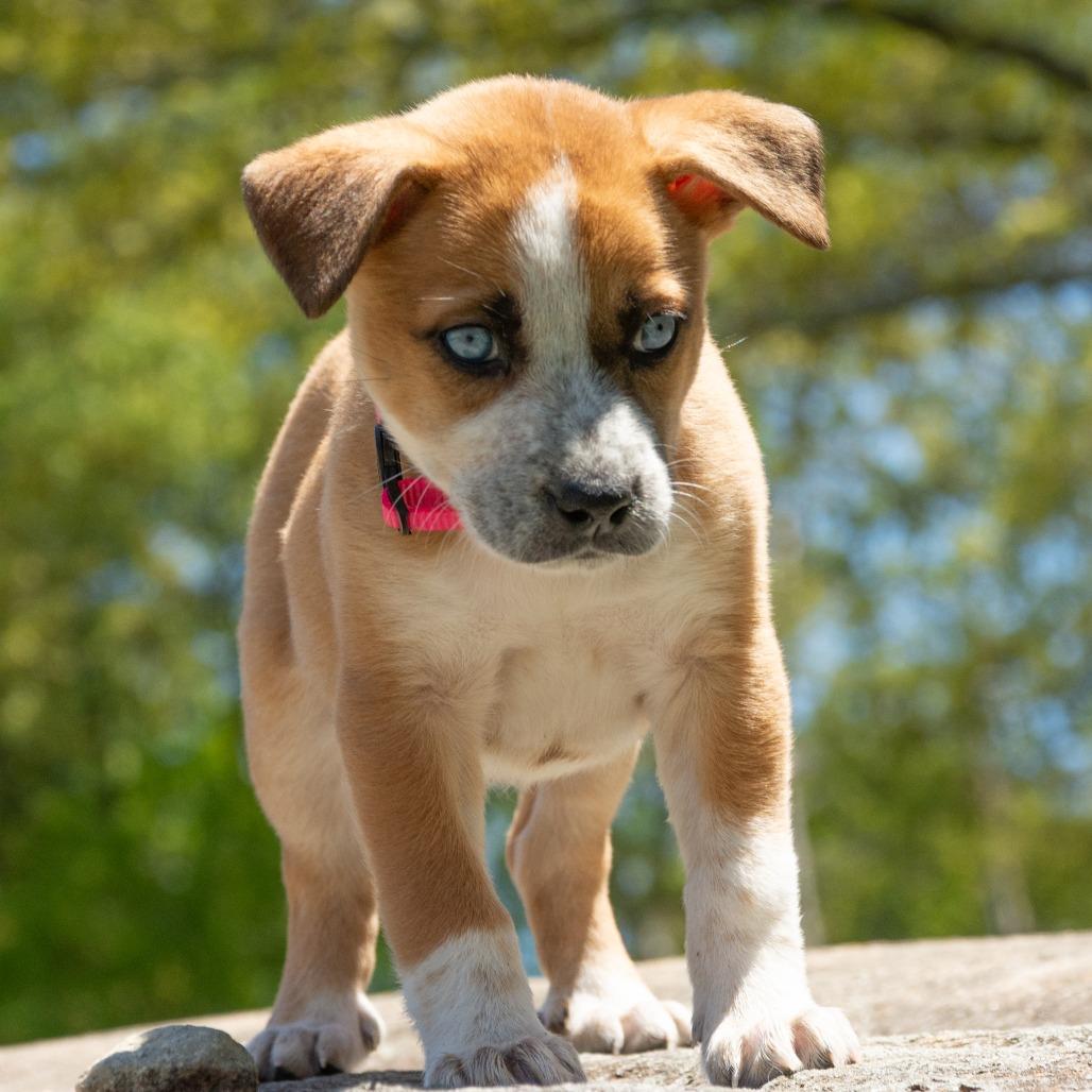 CT Juniper (Foster in Pawcatuck, CT), a Adoptable mixed breed in Eastford, CT image 2/5
