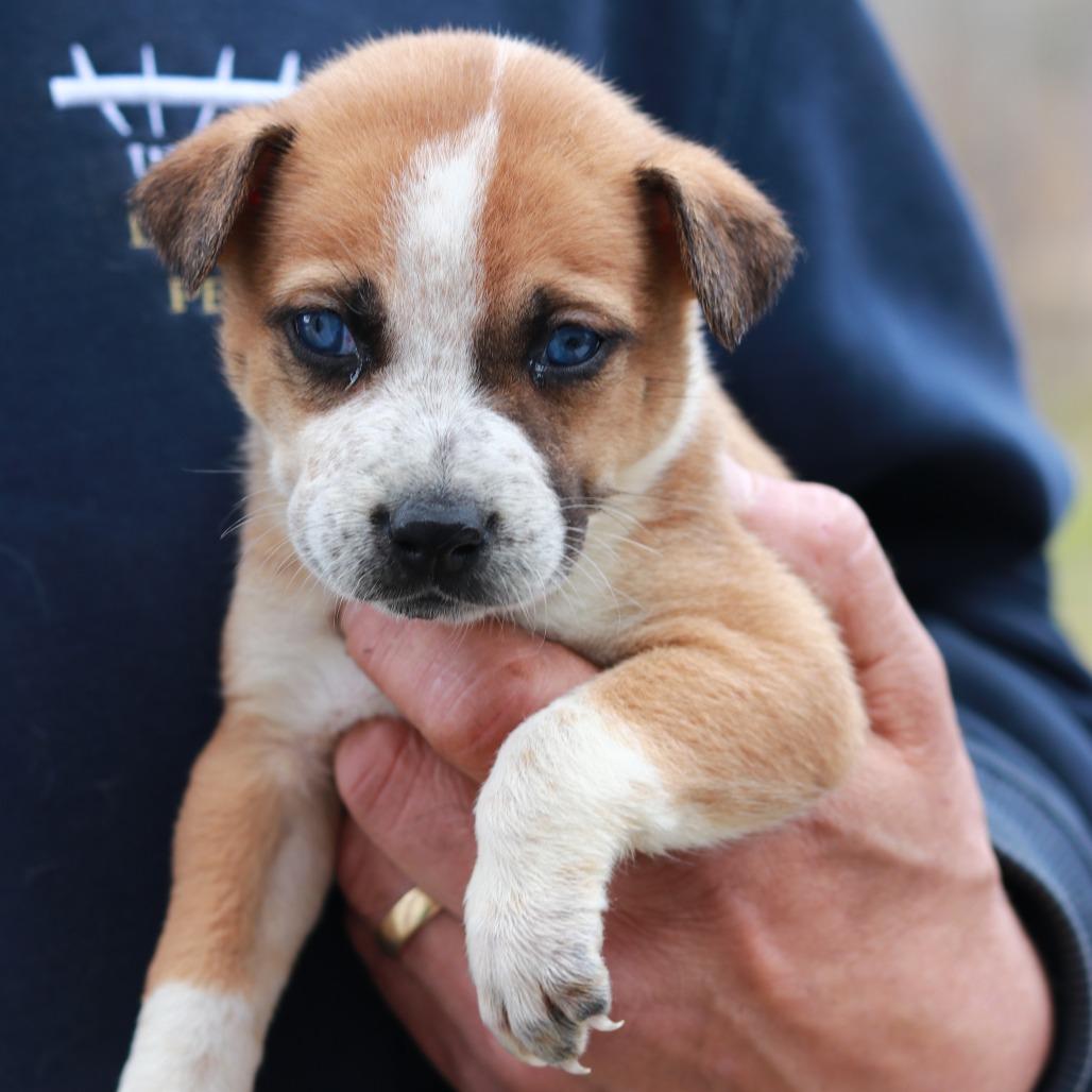 CT Juniper (Foster in Pawcatuck, CT), a Adoptable mixed breed in Eastford, CT image 3/5