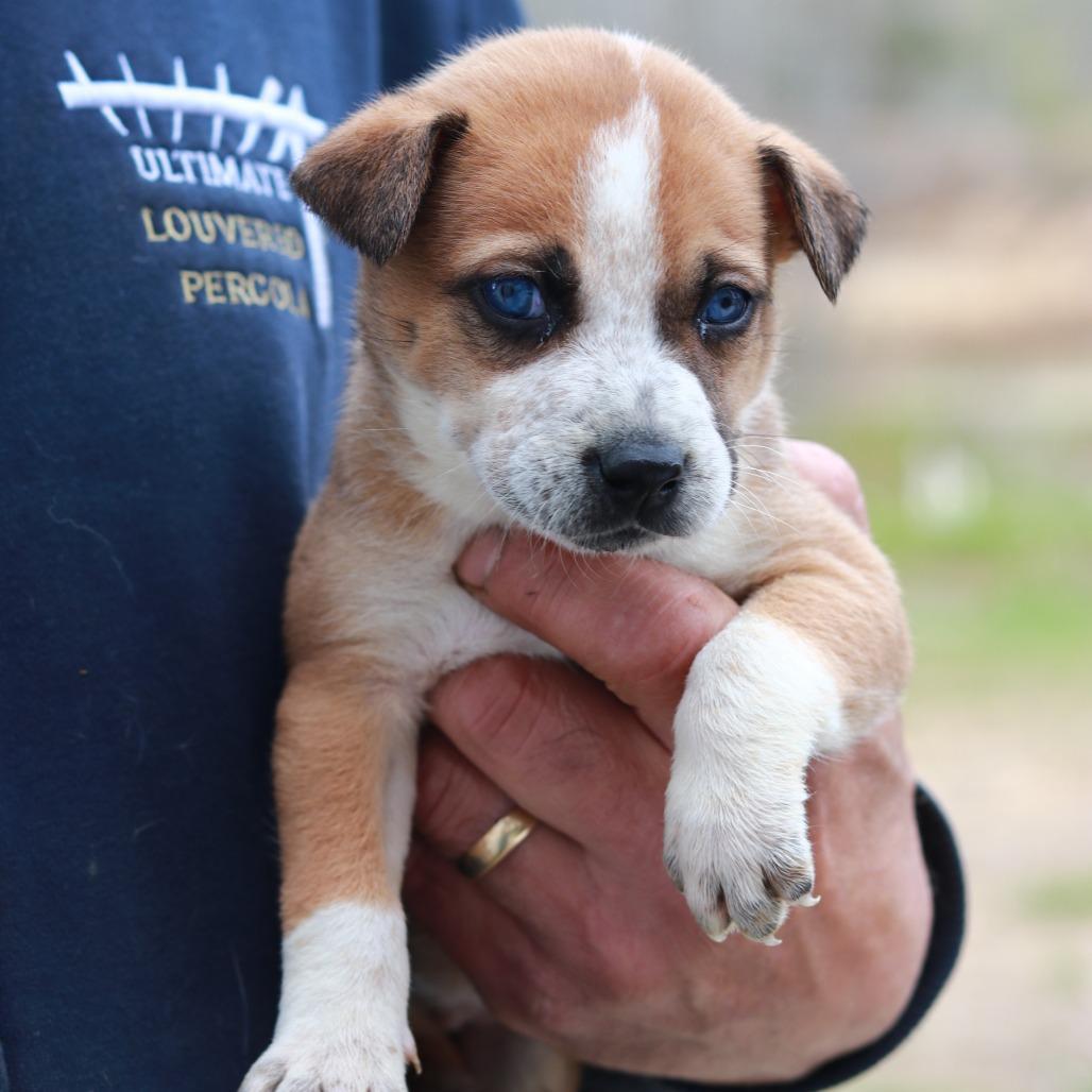 CT Juniper (Foster in Pawcatuck, CT), a Adoptable mixed breed in Eastford, CT image 4/5