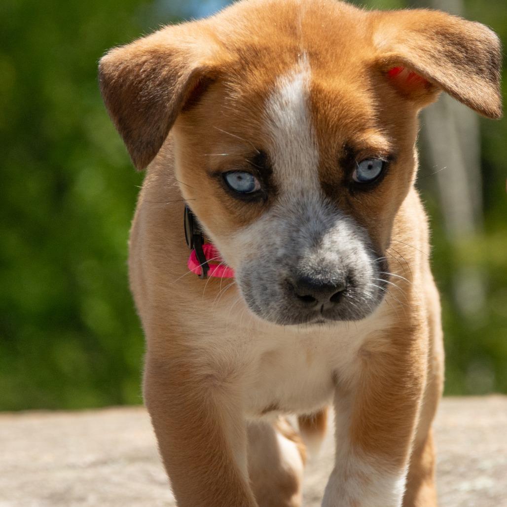 CT Juniper (Foster in Pawcatuck, CT), a Adoptable mixed breed in Eastford, CT image 5/5