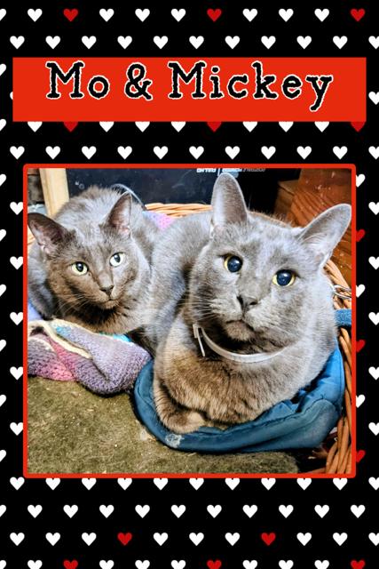 Enlarge Mo & Mickey, a Adoptable Domestic Short Hair in Kearney, NE image 1/1