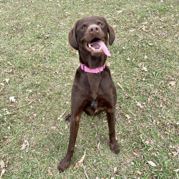 Furbette, a Adoptable mixed breed in Carencro, LA image 1/6