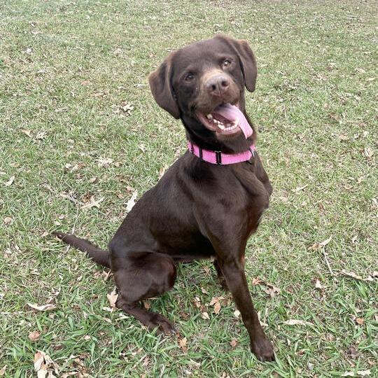 Furbette, a Adoptable mixed breed in Carencro, LA image 2/6
