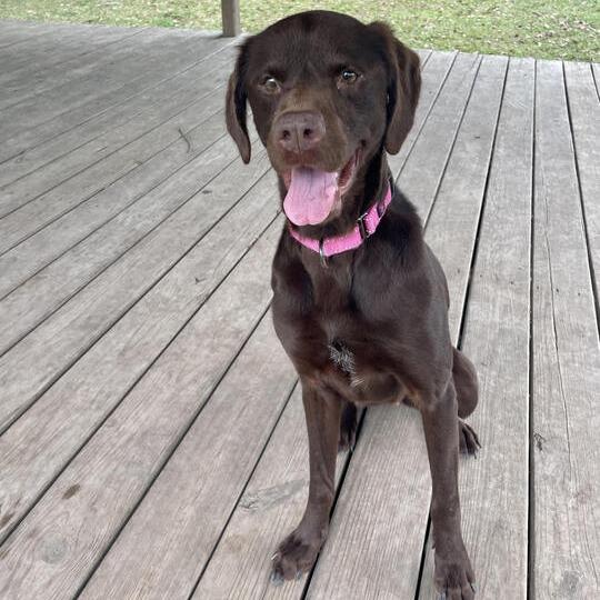 Furbette, a Adoptable mixed breed in Carencro, LA image 3/6