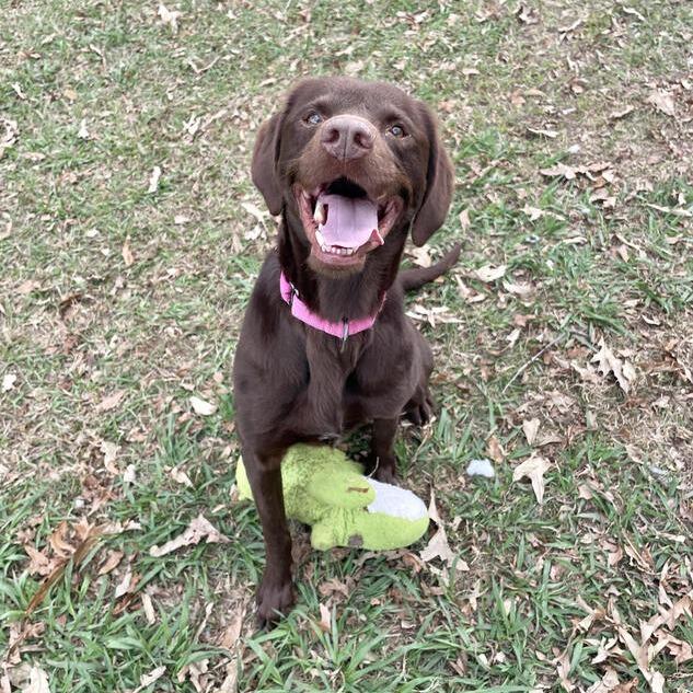 Furbette, a Adoptable mixed breed in Carencro, LA image 4/6