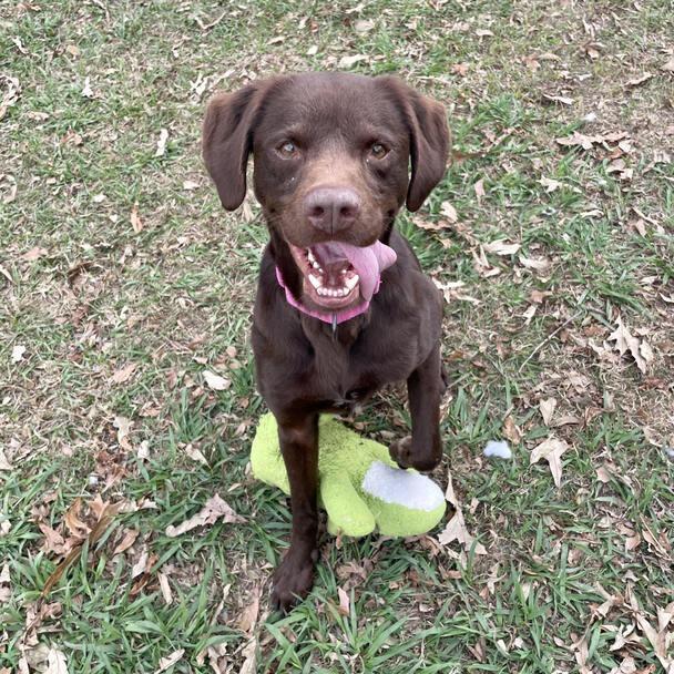 Furbette, a Adoptable mixed breed in Carencro, LA image 5/6