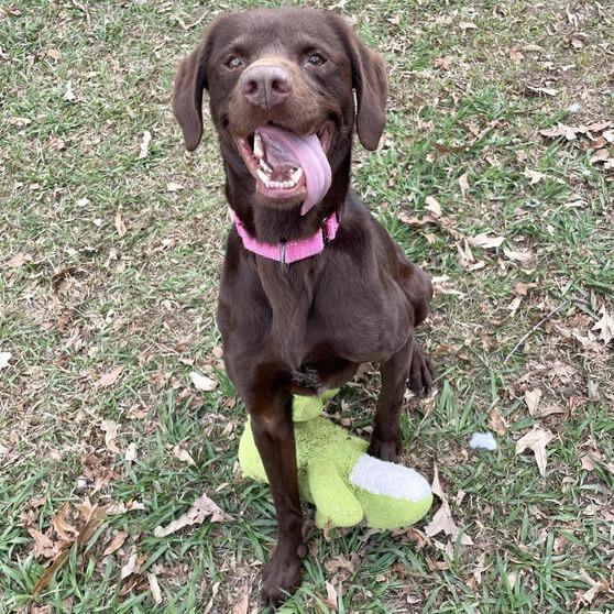 Furbette, a Adoptable mixed breed in Carencro, LA image 6/6