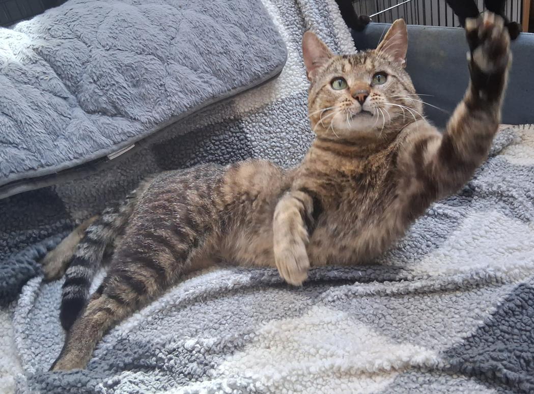 Murray, ADOPTABLE, Young Male Domestic Short Hair.