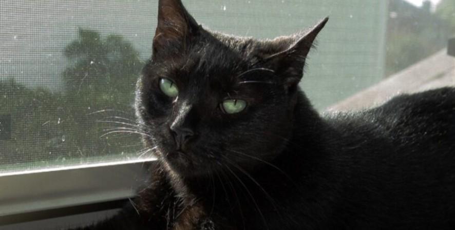 Bazinga Domestic Short Hair Cat