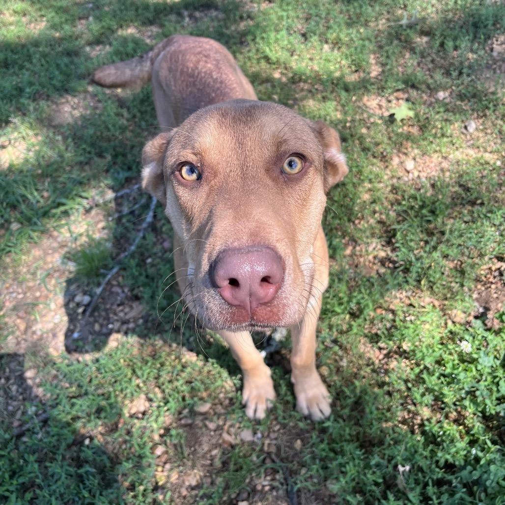 Arthur, Adoptable, Young Male Chocolate Labrador Retriever & Shepherd.