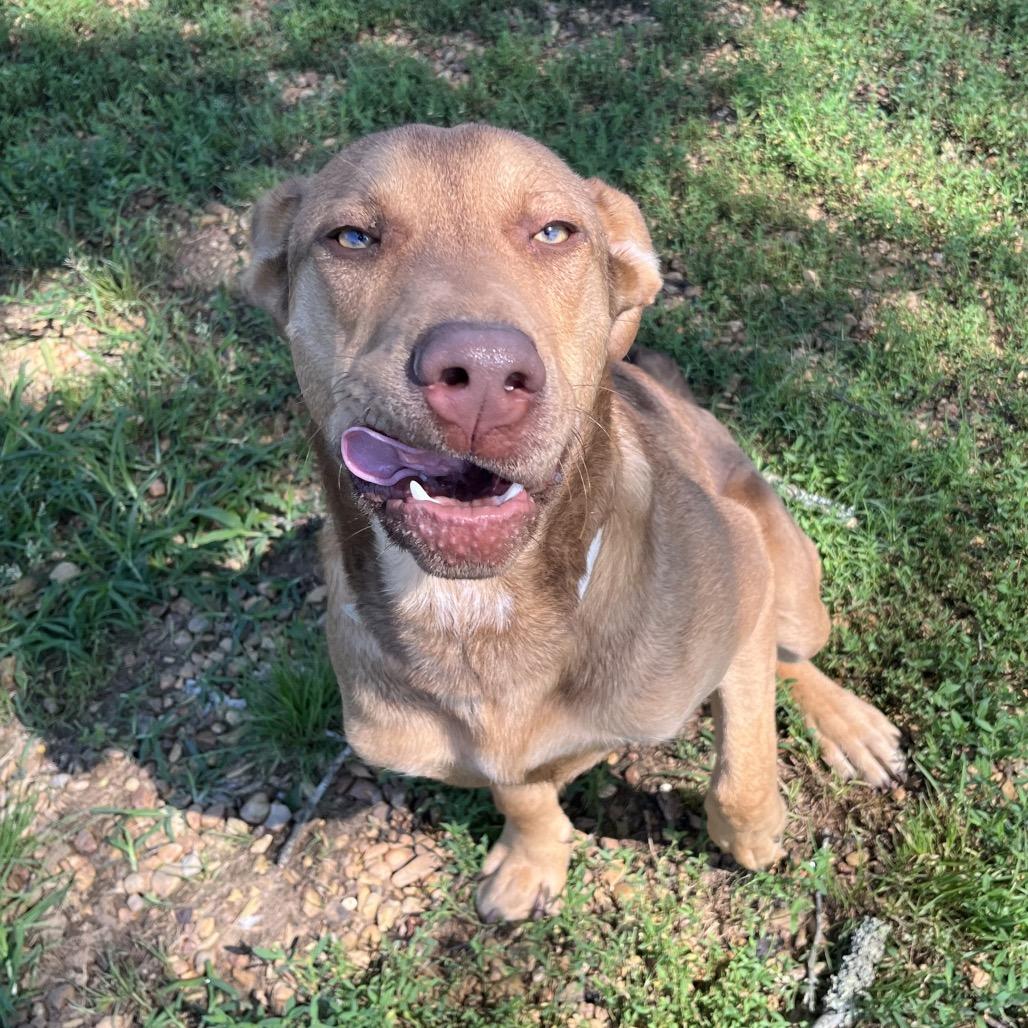 Enlarge Arthur, a Adoptable mixed breed in Birmingham, AL image 2/3