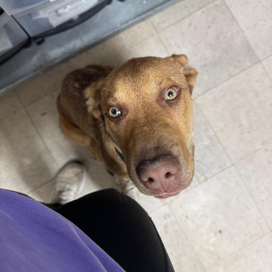 Enlarge Arthur, a Adoptable mixed breed in Birmingham, AL image 3/3