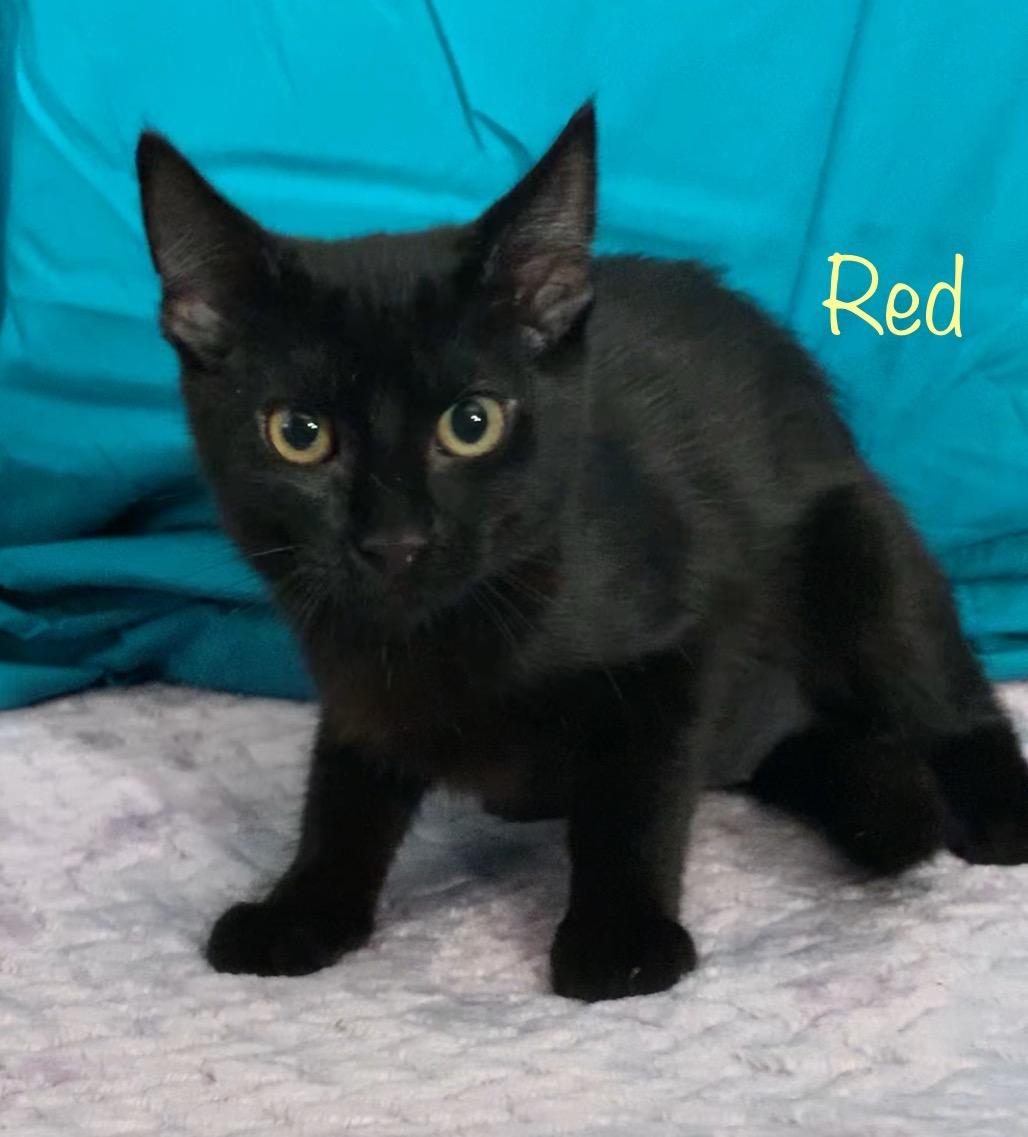 Red, a ADOPTABLE Domestic Short Hair in Dixon, CA image 2/3
