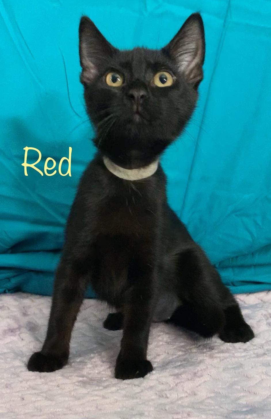 Red, ADOPTABLE, Kitten Female Domestic Short Hair.