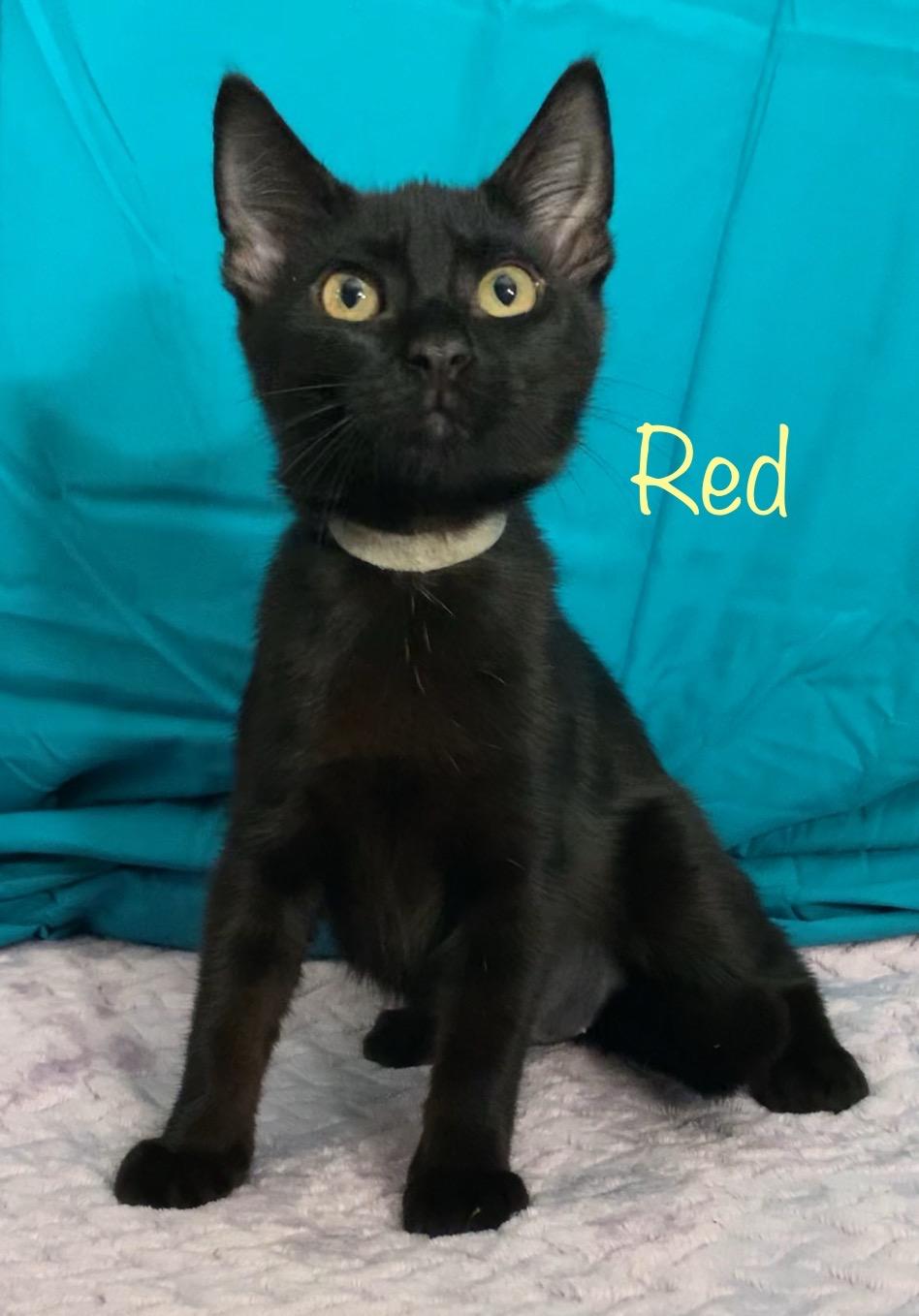 Red, a ADOPTABLE Domestic Short Hair in Dixon, CA image 3/3