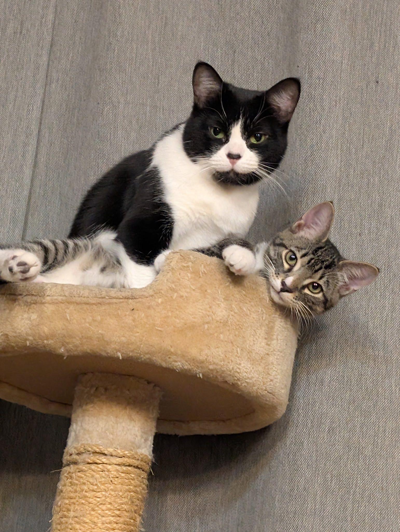 Nyla and Mila Courtesy post, a Adoptable Domestic Short Hair in Montreal, QC image 3/4