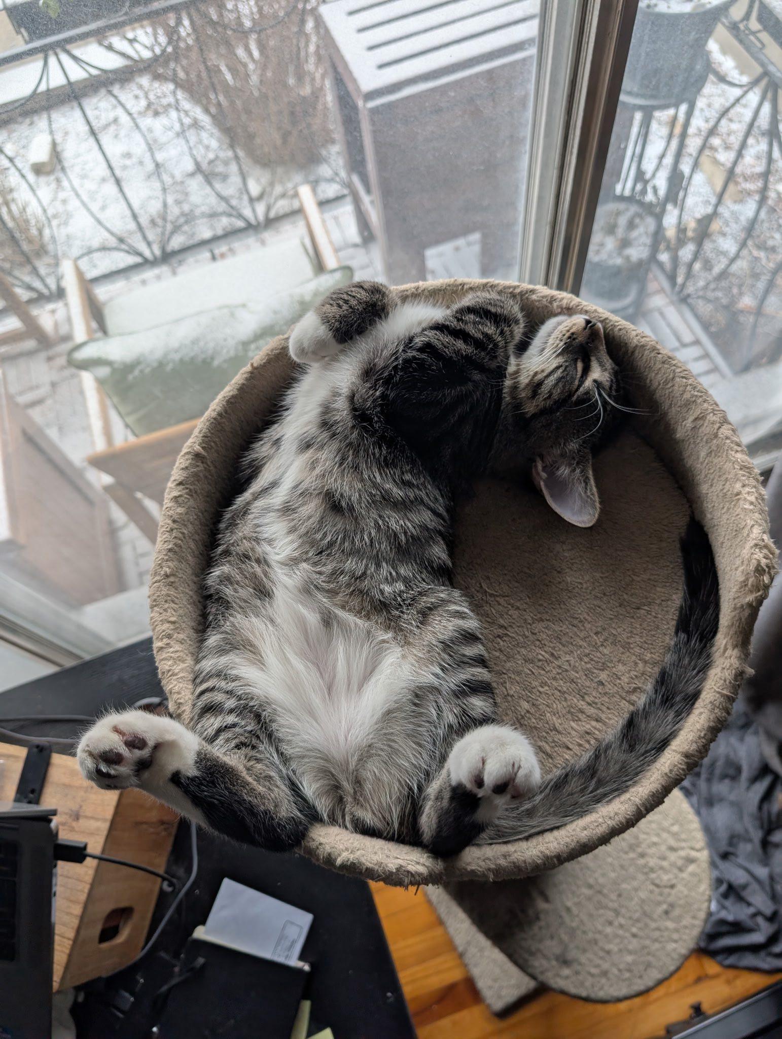 Nyla and Mila  Courtesy post, Adoptable, Kitten Male Domestic Short Hair.