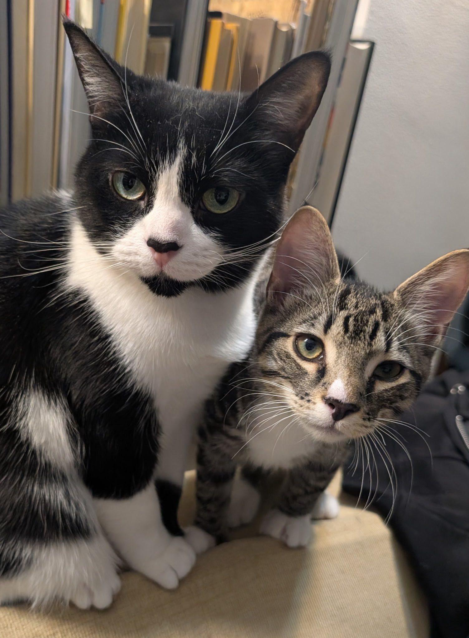 Nyla and Mila Courtesy post, a Adoptable Domestic Short Hair in Montreal, QC image 4/4
