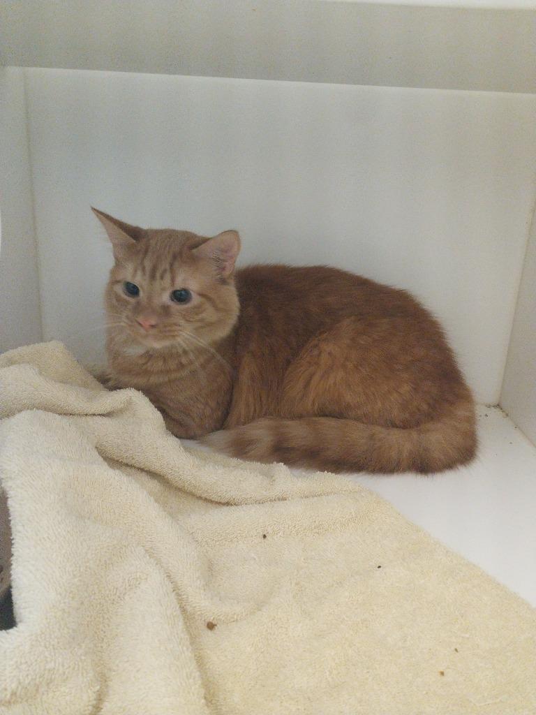 Enlarge Geo, a Adoptable mixed breed in Oxford, NC image 1/1