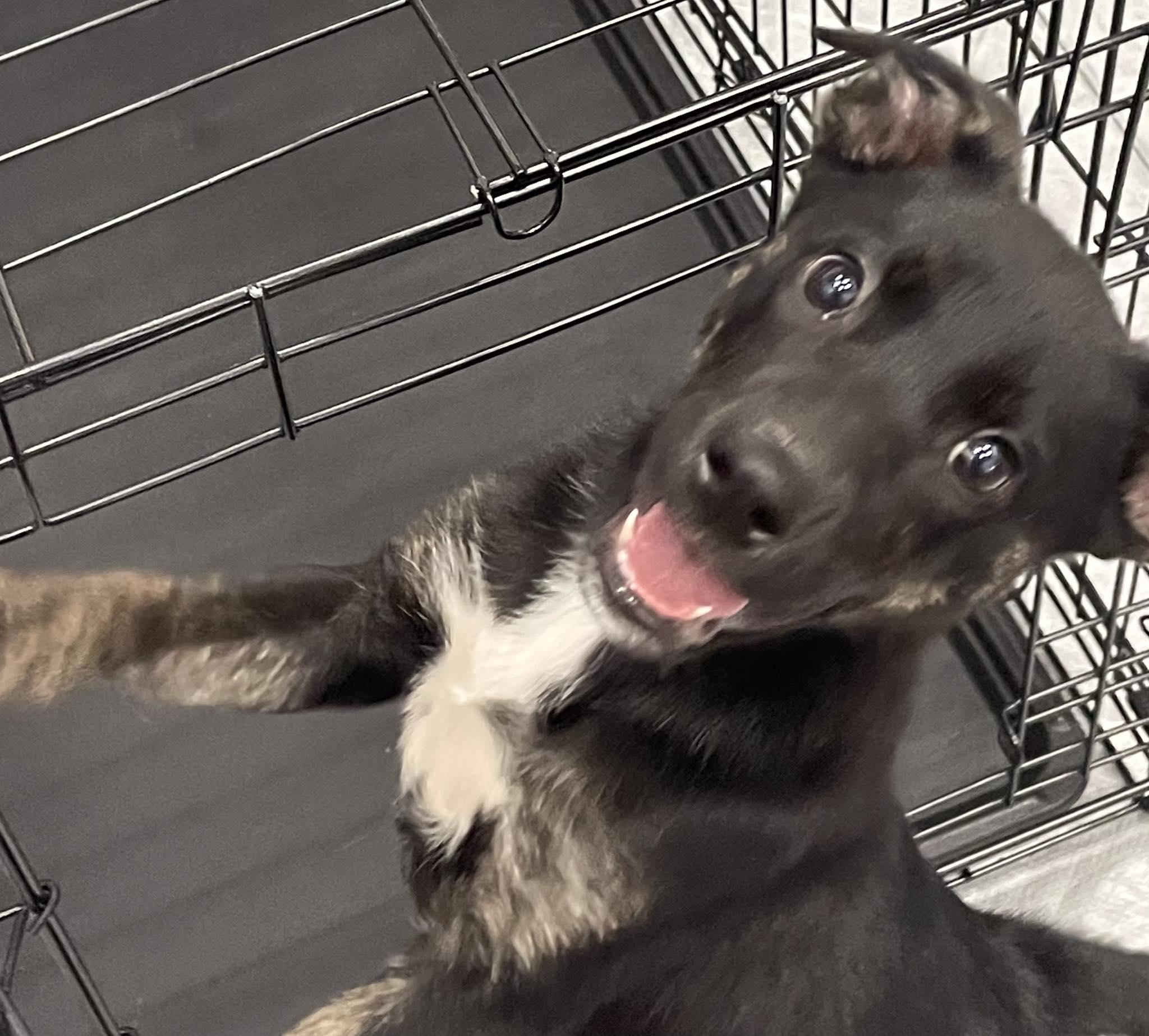 Happy, ADOPTABLE, Puppy Female German Shepherd Dog & Australian Cattle Dog / Blue Heeler.