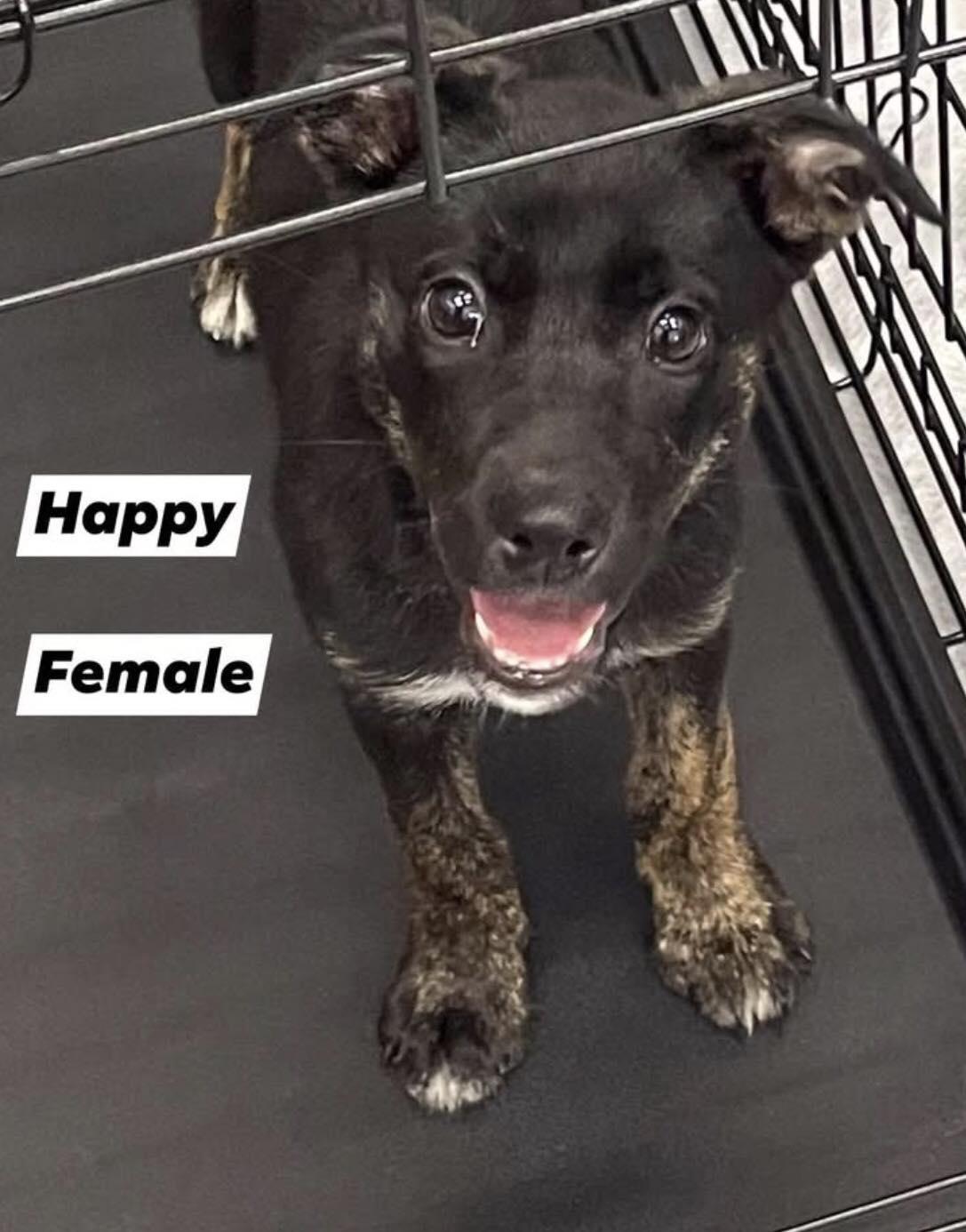 Enlarge Happy, a ADOPTABLE mixed breed in Bloomsdale, MO image 2/2