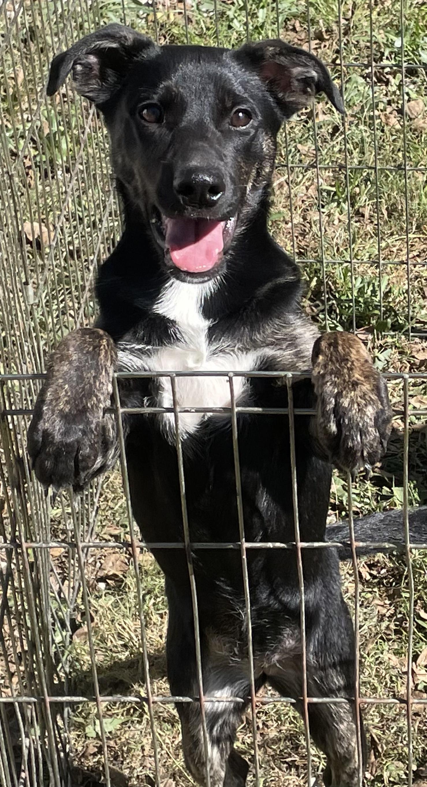 Enlarge Happy, a Adoptable mixed breed in Bloomsdale, MO image 1/3