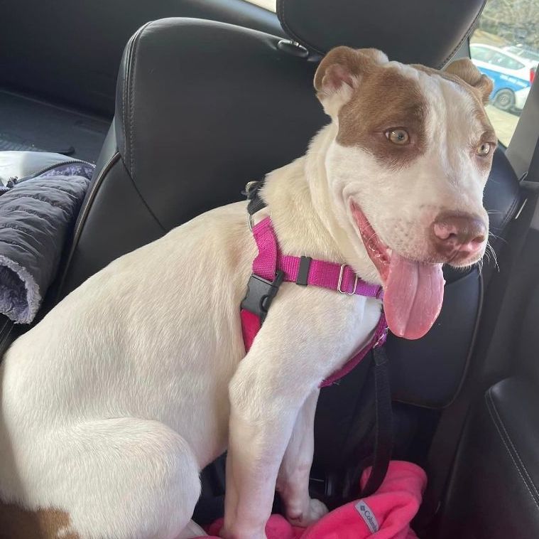 Warrior, a Adoptable mixed breed in Helena, AL image 2/6