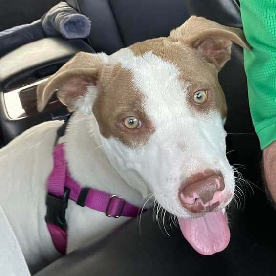 Warrior, a Adoptable mixed breed in Helena, AL image 3/6