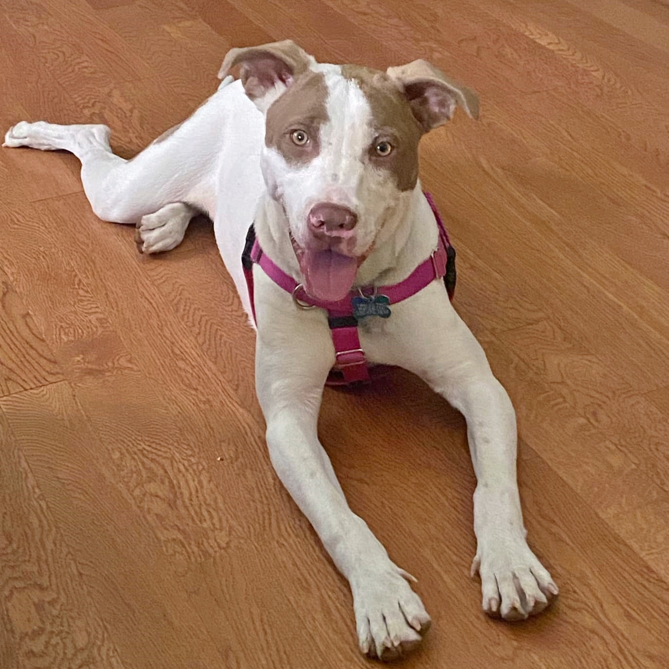 Warrior, a Adoptable mixed breed in Helena, AL image 1/6