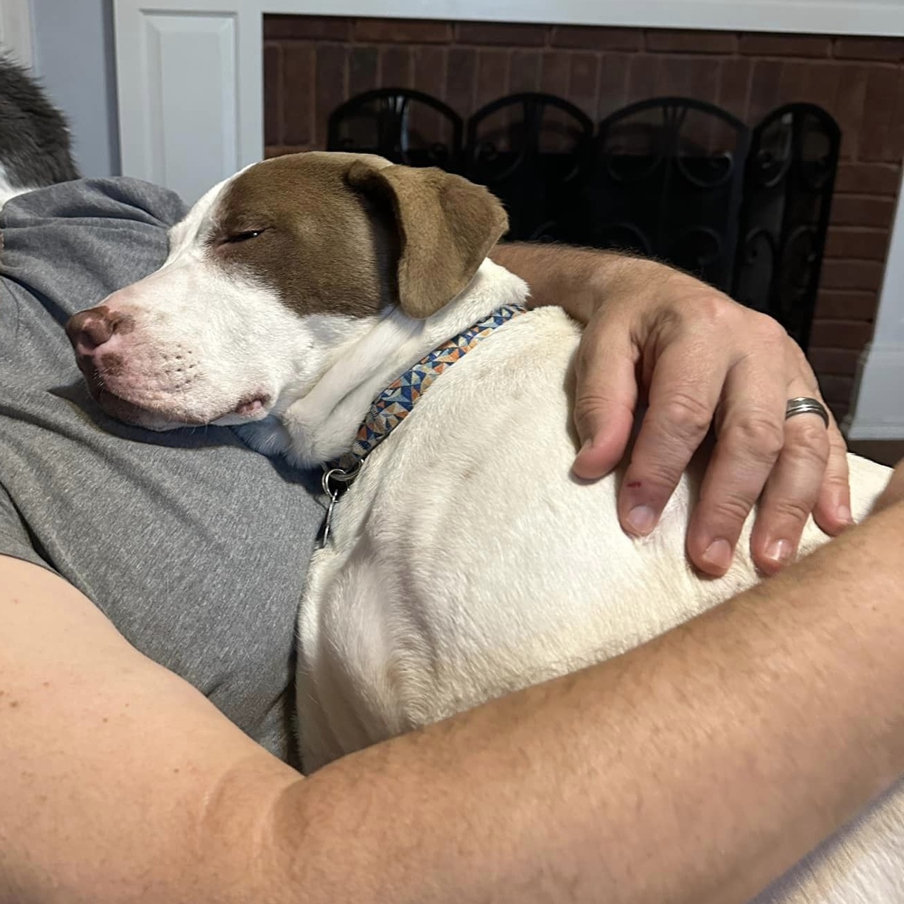 Warrior, a Adoptable mixed breed in Helena, AL image 4/6