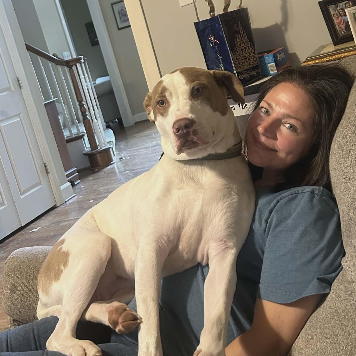 Warrior, Adoptable, Adult Male Pit Bull Terrier & Mixed Breed.