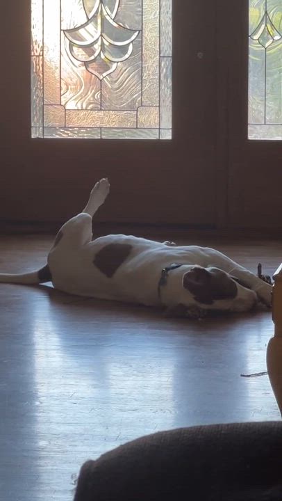 Enlarge Warrior, a Adoptable mixed breed in Helena, AL video 6/6