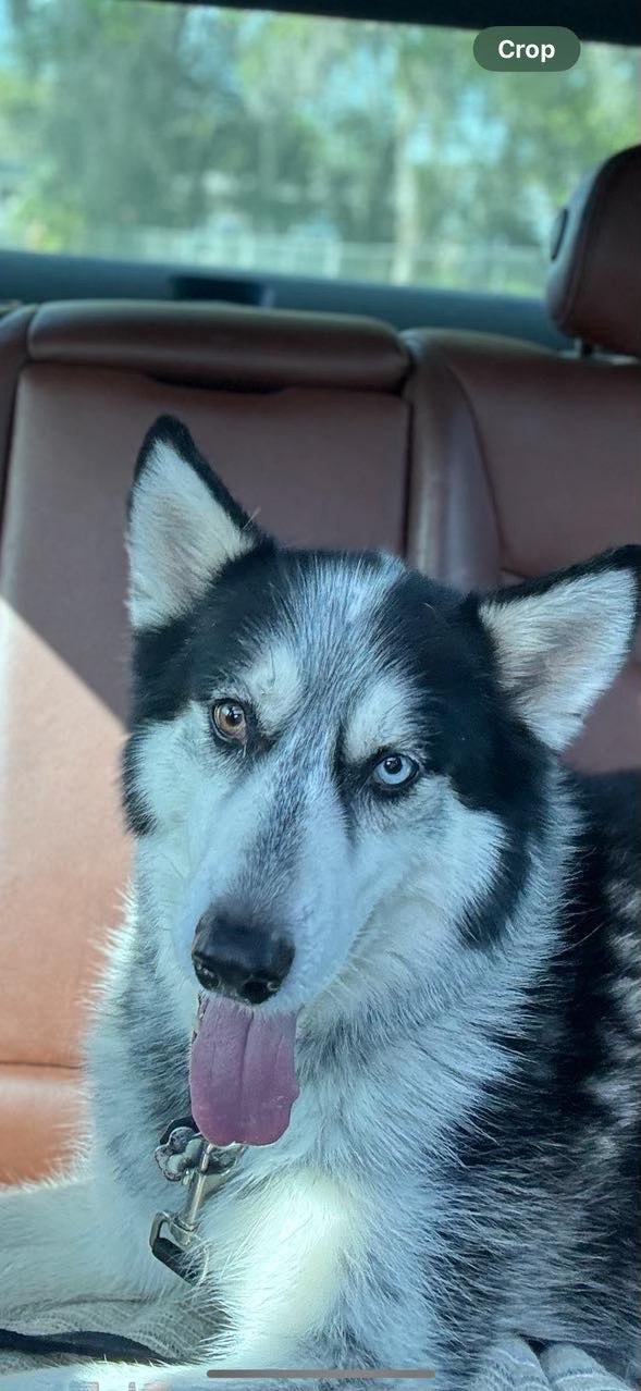 Bolt, an adopted Husky Mix in New Smyrna Beach, FL_image-1