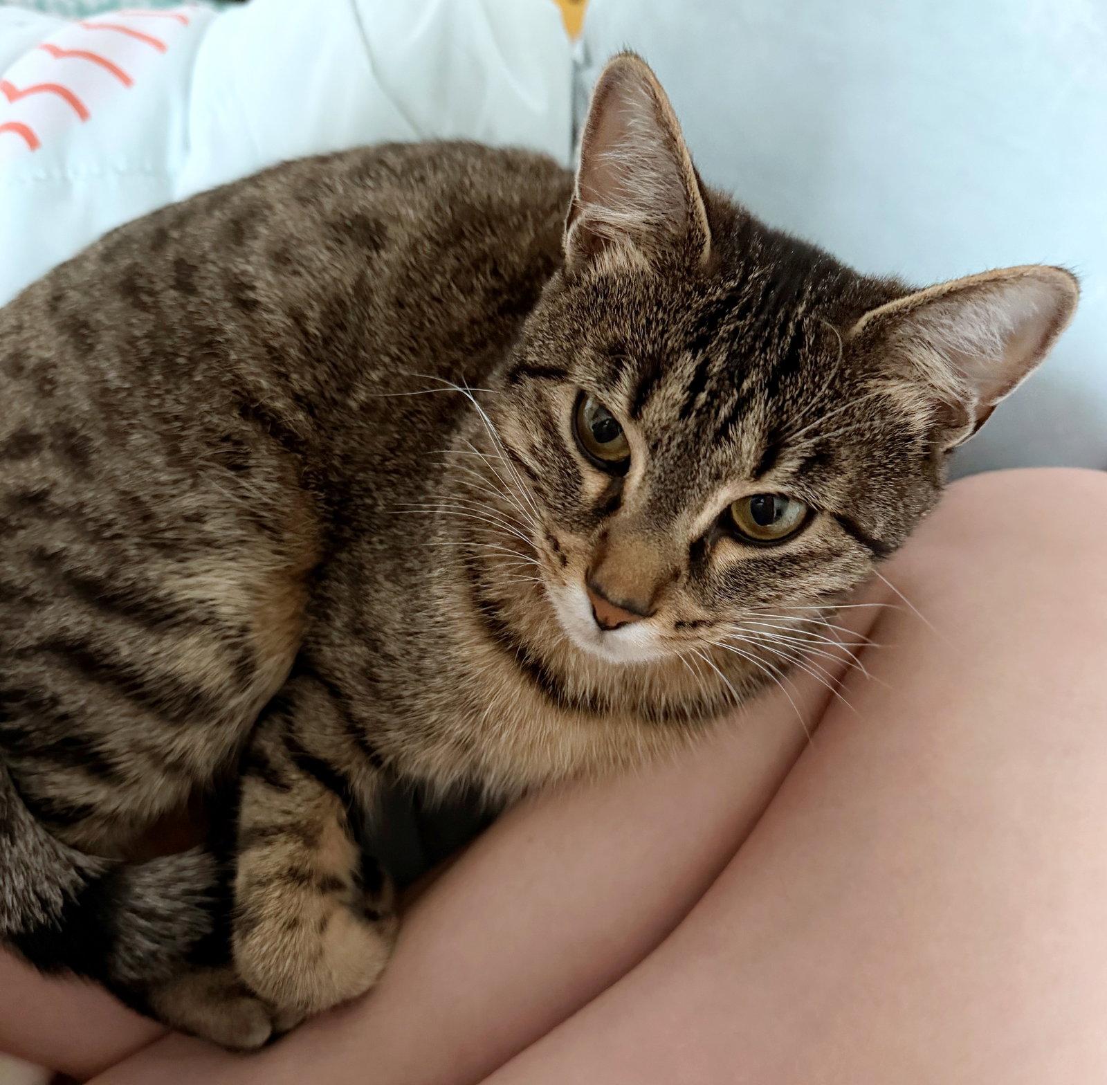 RORY #1892 - Offered by Owner - Young Female!, Adoptable, Adult Female Tabby & Domestic Short Hair.