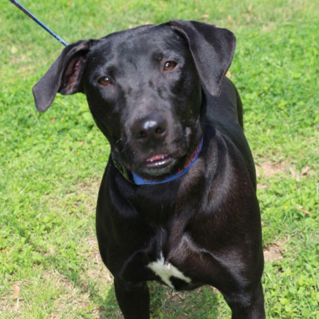 Flash JuM, an adoptable Black Labrador Retriever, Mixed Breed in Seattle, WA, 98106 | Photo Image 5