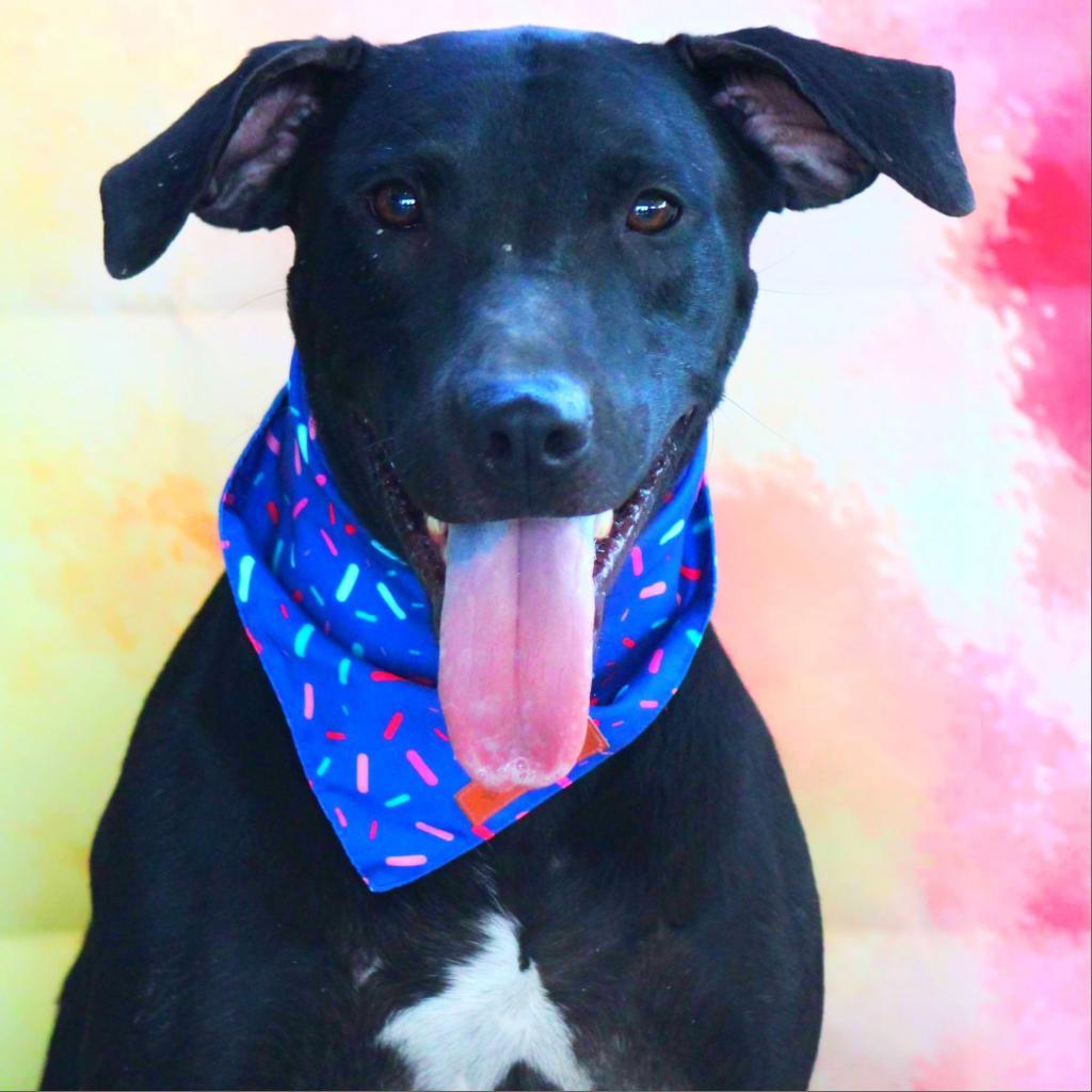 Flash JuM, an adoptable Black Labrador Retriever, Mixed Breed in Seattle, WA, 98106 | Photo Image 3