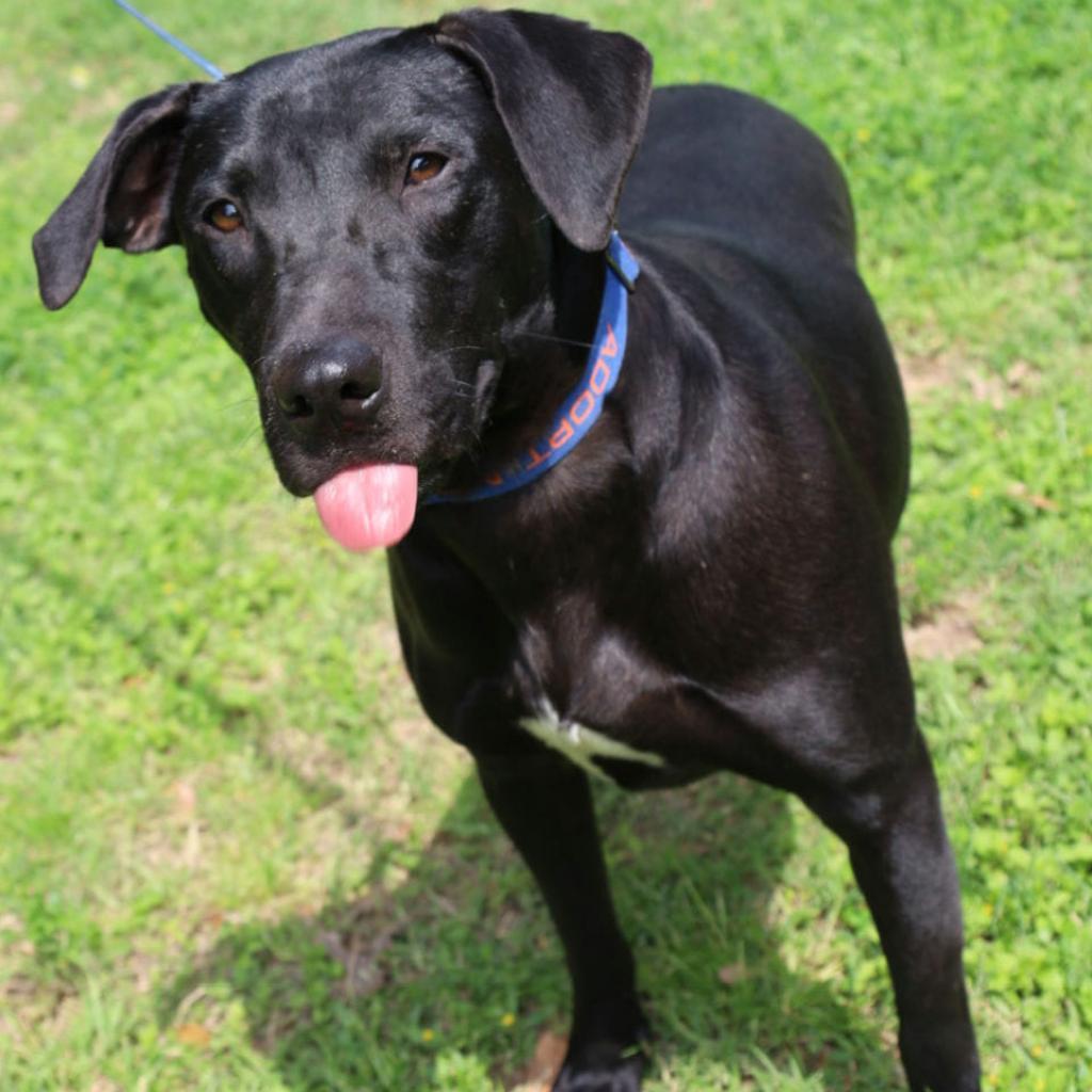 Flash JuM, an adoptable Black Labrador Retriever, Mixed Breed in Seattle, WA, 98106 | Photo Image 1